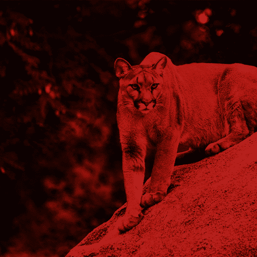 Mentoria de Carreira